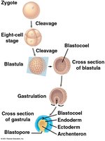 Animal embryonic development: zygote, cleavage, blastula, gastrulation, germ layers