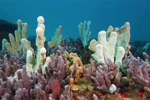 Marine sponges (Porifera)