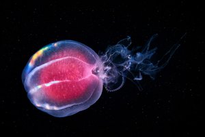 Comb jelly (Ctenophora)