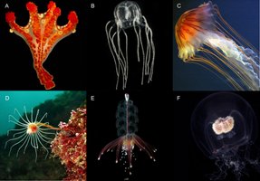 Diversity of cnidarians: corals, sea anemones, jellyfish