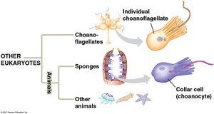 Phylogenetic relationship between choanoflagellates, sponges, and other animals