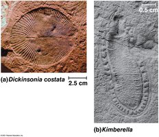 Fossils of Dickinsonia costata and Kimberella from the Ediacaran biota
