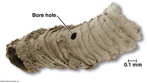 Cloudina fossil with bore hole indicating predation
