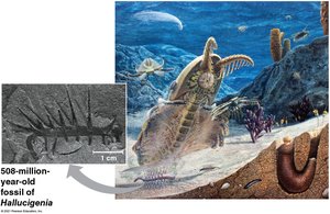 Cambrian fossil Hallucigenia and reconstruction of Cambrian seafloor