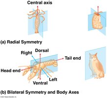 Comparison of radial and bilateral symmetry in animals