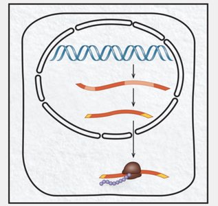 Diagram showing DNA, RNA, and protein synthesis