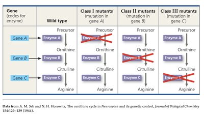 Diagram of gene-enzyme relationships in Neurospora mutants