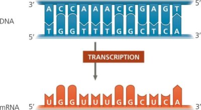Transcription of DNA to mRNA