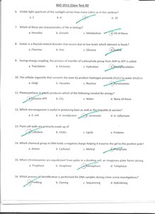 Punnett Square diagram for genetics cross