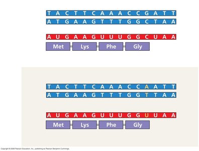 Silent Mutation Example