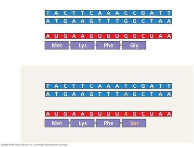 Missense Mutation Example