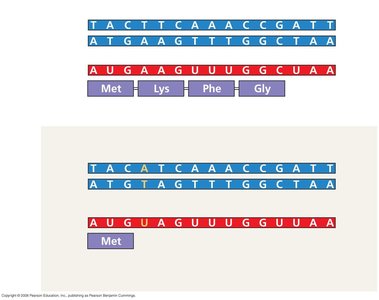 Nonsense Mutation Example
