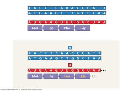 Frameshift Mutation Example