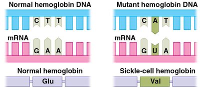 Sickle Cell Mutation Example