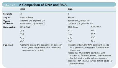 Comparison of DNA and RNA