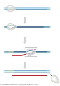 Stages of Transcription