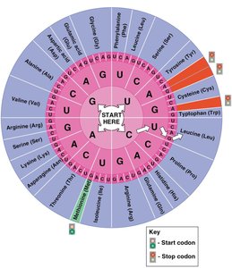 Genetic Code Wheel