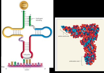 tRNA Structure