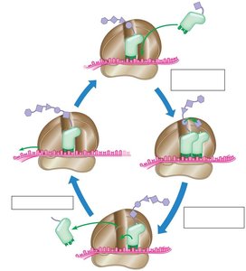 Translation Elongation Cycle