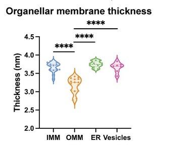 Violin plot showing organellar membrane thickness for IMM, OMM, ER, and vesicles.
