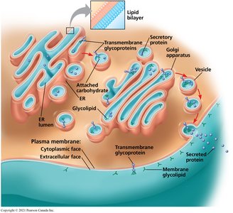 Structure of an integral membrane protein with alpha helices spanning the membrane.