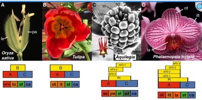 General Biology Study Guide: Darwin’s Abominable Mystery | Notes
