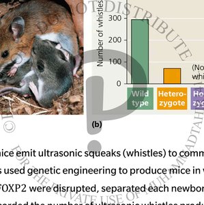 Mice and bar graph showing number of whistles by genotype (wild type, heterozygote, homozygote)