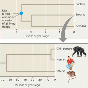 Phylogenetic tree showing divergence of Bacteria, Archaea, and Eukarya, and a zoom-in on primate divergence