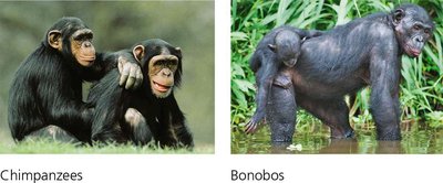 Photographs of chimpanzees and bonobos