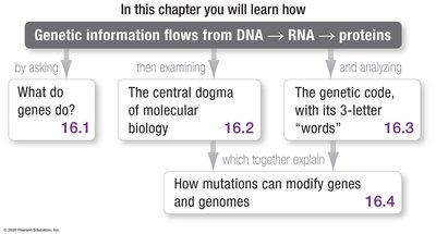 Chapter roadmap: Genetic information flows from DNA to RNA to proteins
