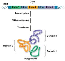 Alternative RNA splicing and protein domains