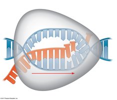 Transcription elongation: RNA polymerase synthesizing RNA