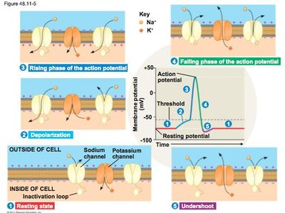 Action Potential Notes.pdf General Biology Neurons Study Guide: Key Concepts & Signals | Notes