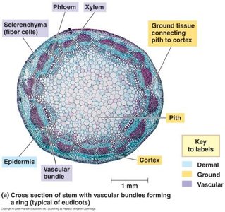 Cross section of stem showing tissue organization