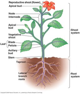Diagram of plant showing root and shoot systems
