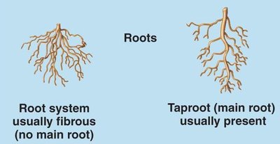 Comparison of fibrous and taproot systems
