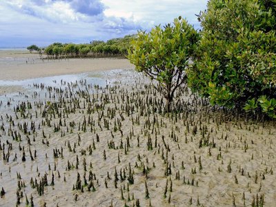 Mangrove pneumatophores