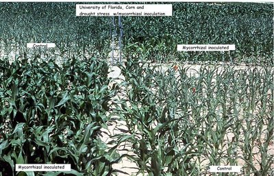 Mycorrhizal association in corn field