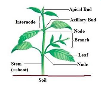 Diagram of stem showing nodes, internodes, apical and axillary buds