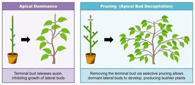 Diagram showing apical dominance and effect of pruning