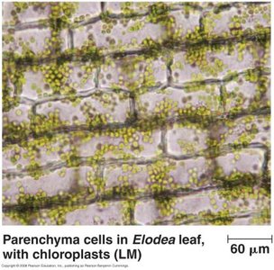 Parenchyma cells in Elodea leaf with chloroplasts