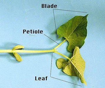 Diagram of a simple leaf showing petiole and axillary bud