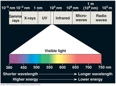 Absorption and action spectra of photosynthetic pigments
