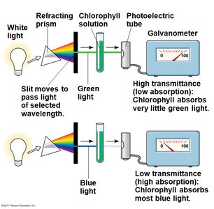 Absorption and action spectra of chlorophyll a, b, and carotenoids