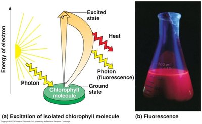 Structure of a photosystem in the thylakoid membrane