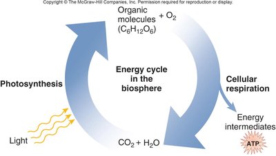 Energy cycle in the biosphere: photosynthesis and cellular respiration