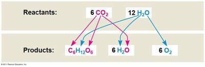 Photosynthesis redox equation showing reduction and oxidation