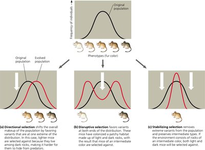 Modes of selection: directional, disruptive, and stabilizing selection in deer mice