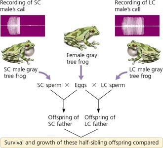 Experimental design: female gray tree frog mate choice