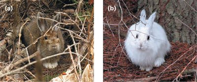 Snowshoe hares: brown and white coats, illustrating adaptation constraints